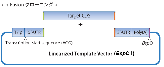 In-FusionクローニングによるIVT鋳型プラスミド構築