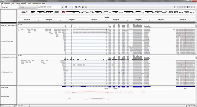 RNA-seq解析 Mapping結果表示例
