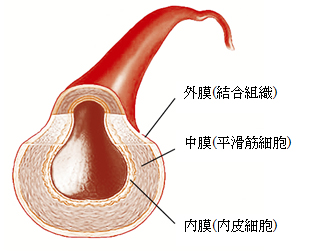 動脈の断面図