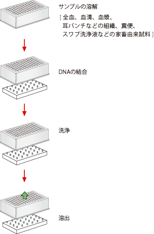 NucleoMag VET 操作手順