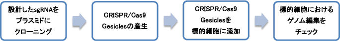 Guide-it CRISPR/Cas9 Gesicle Production Systemのフローチャート